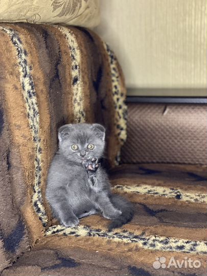 Британские котята
