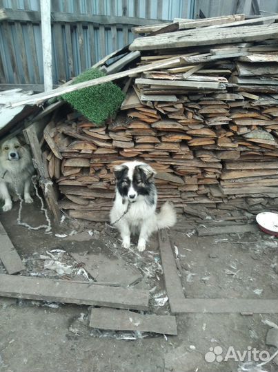 Собаки на охрану