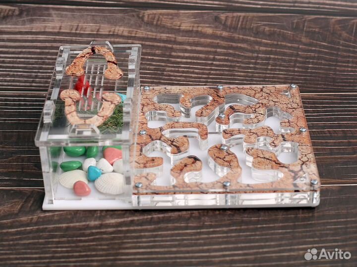 Муравьиная ферма с муравьями в Махачкала