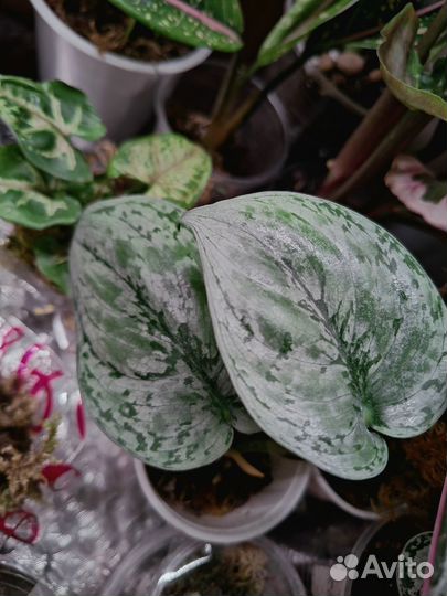 Бегонии, филодендрон Карло, доместикум