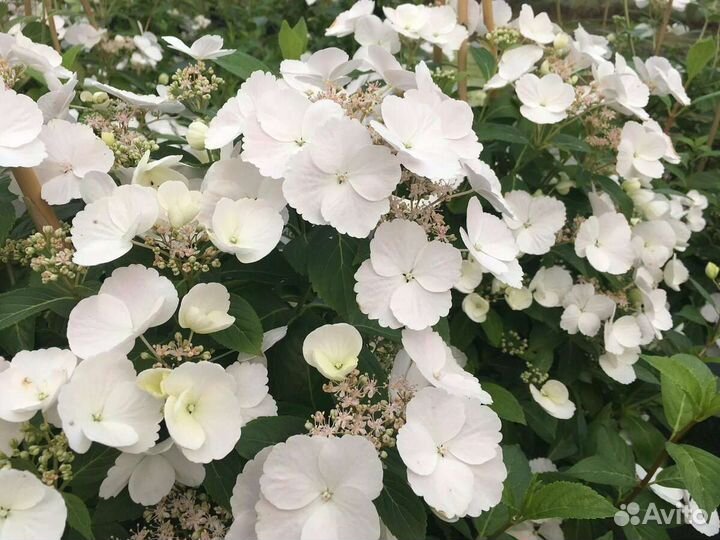 Гортензия крупнолистная