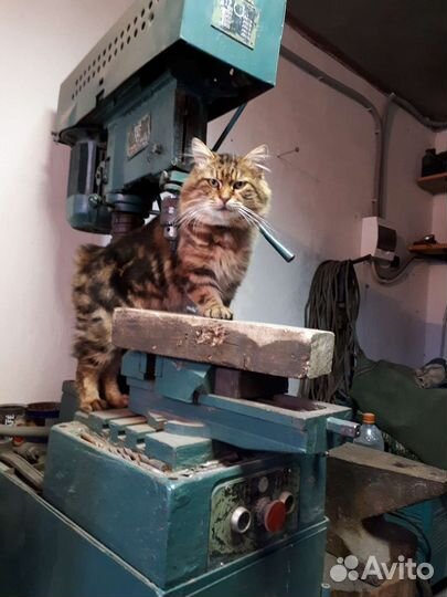 Кот курильский бобтейл