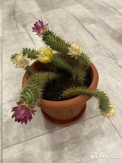 Кактусы и суккуленты