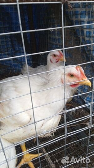 Куры бройлеры живым весом