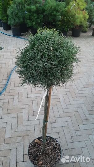 Хвойные и лиственные на штамбе