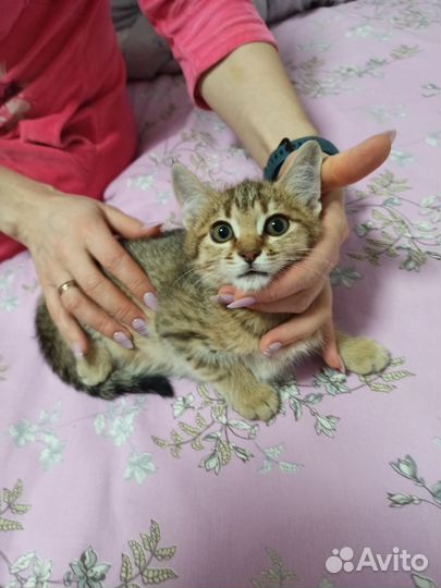 Кошечка трёхцветная