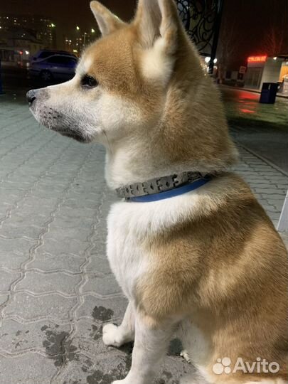 Вязка собак акита ину