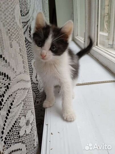 Маленький котëнок, мальчик, 1,5 месяца