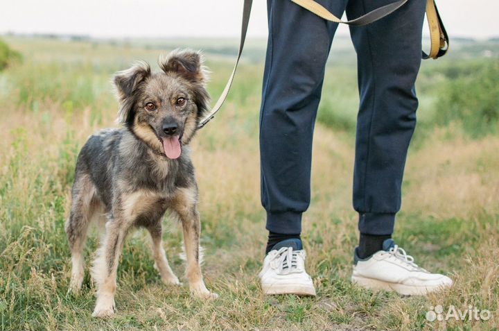 Собака в добрые руки