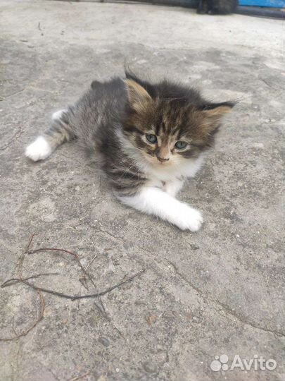 Котята