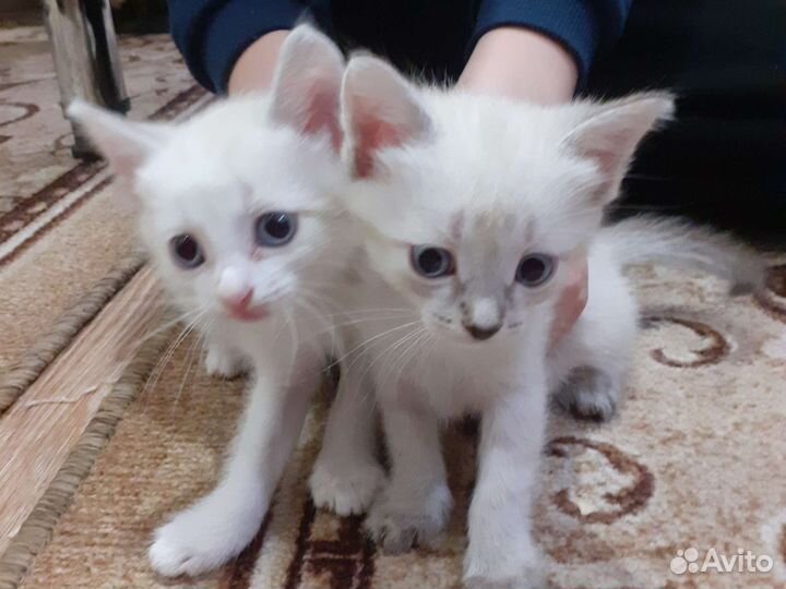 Отдам котят