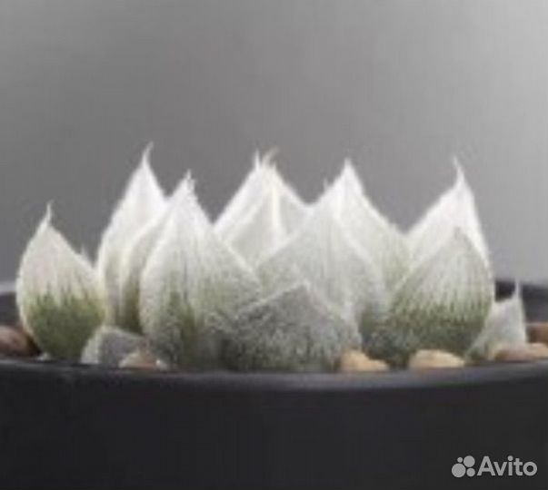 Редкая экзотика Оптовые редких суккулентов из Азии