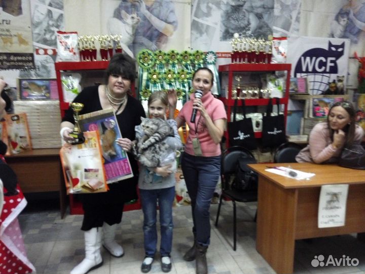 Кот для вязки