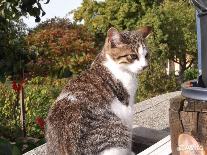 Котята ищут дом