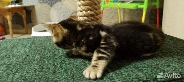 Бенгальский котенок