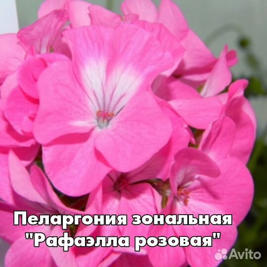 Пеларгония сортовая