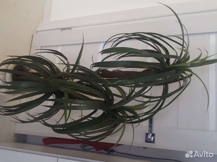 Искусственная пальма