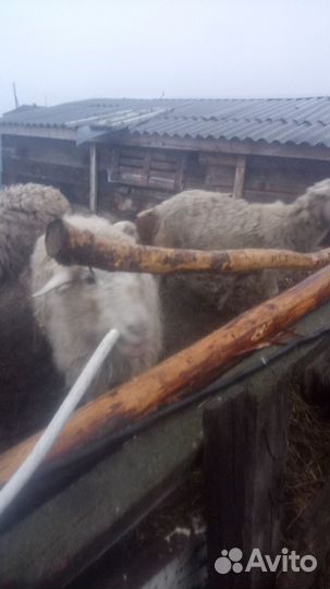 Овцы бараны ягнята оптом