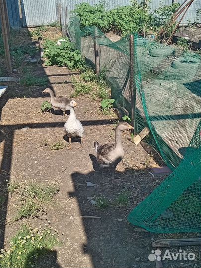 Продаю гусей
