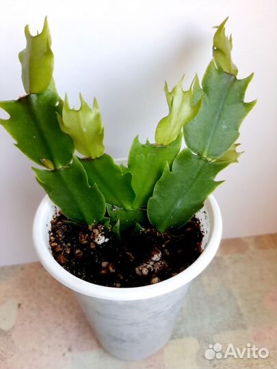 Декабрист белый