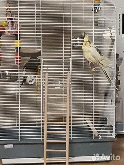 Попугай корелла с клеткой