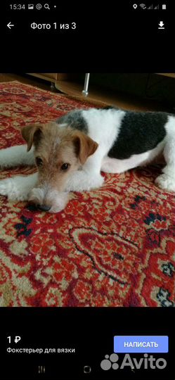 Фокстерьер для вязки