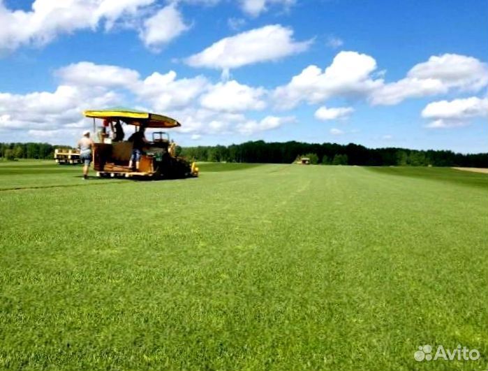Рулонный газон 
