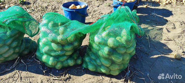 Картофель едовой, тыква, перец, кабачки