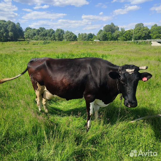 Домашние животные коровы