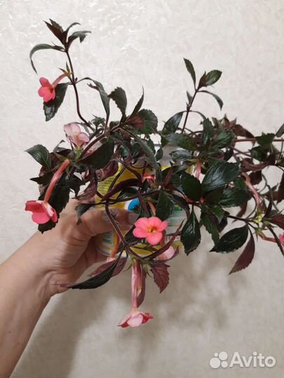 Ахименес ампельный