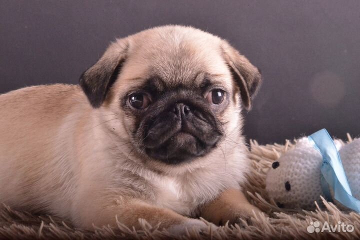 Щенки мопса