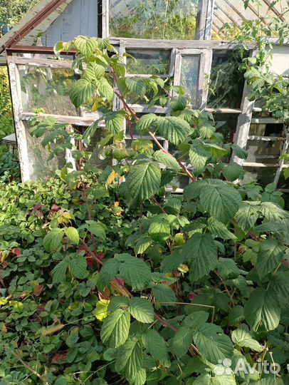 Ремонтантная малина