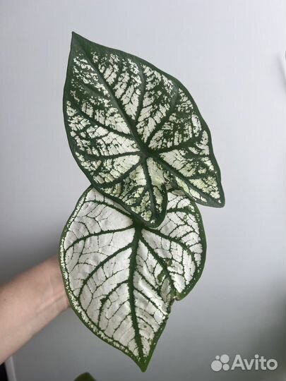 Рипсалис, Каладиумы