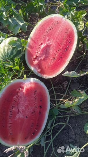 Арбуз оптом Каристан