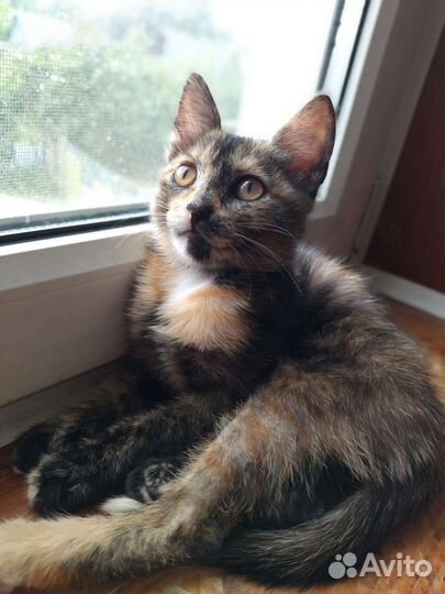 Кошечка богатка 2 мес