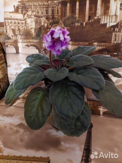 Цветущие фиалки