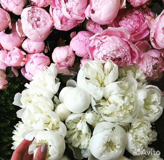 Крупные пионы с беспл. доставкой
