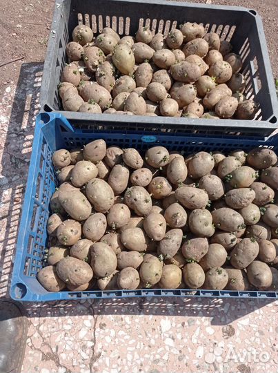 Картофель на посадку