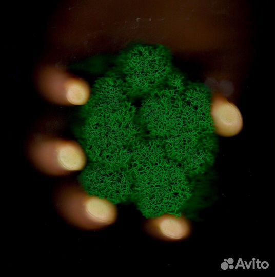 Стабилизированный мох, Изумрудный