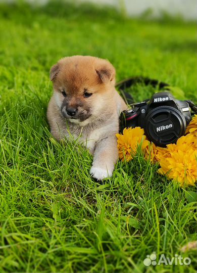 Собаки Сиба ину щенки