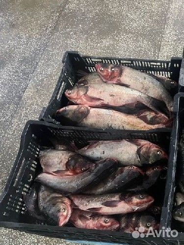 Рыба Толстолобик беляк свежемороженный оптом