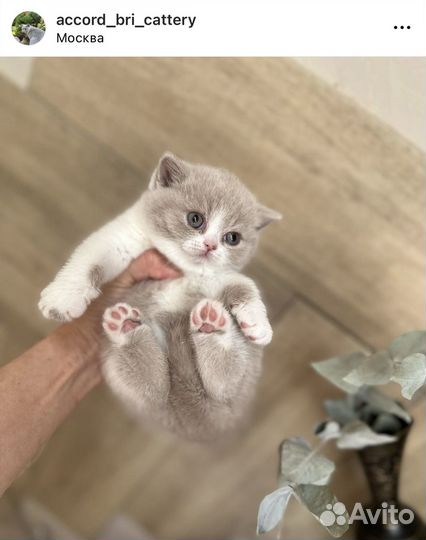 Британские котята (украшение вашего дома)