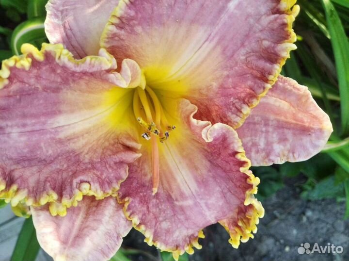 Лилейник,ирисы