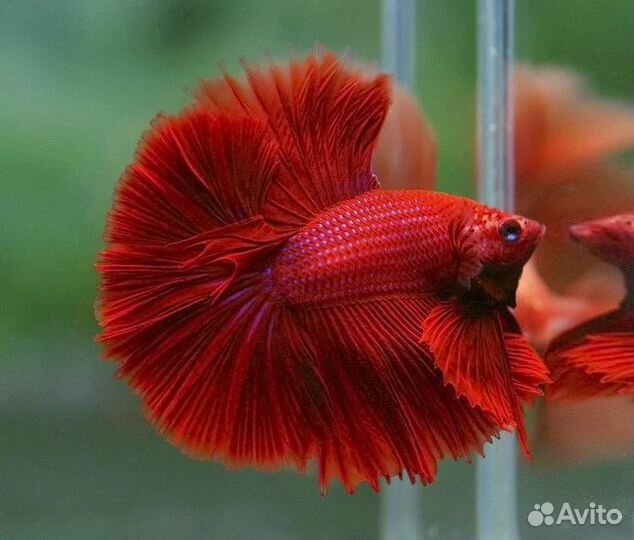 Рыбка петушок сиамский