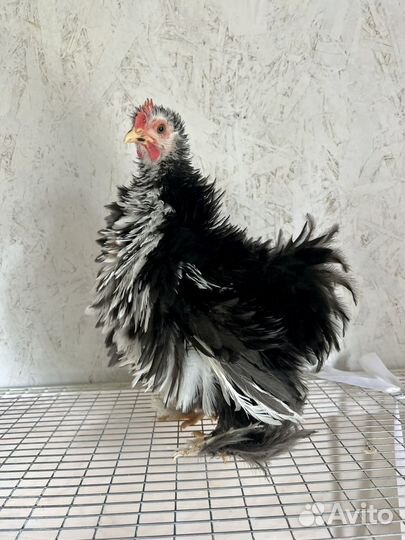 Карликовые кохинхины