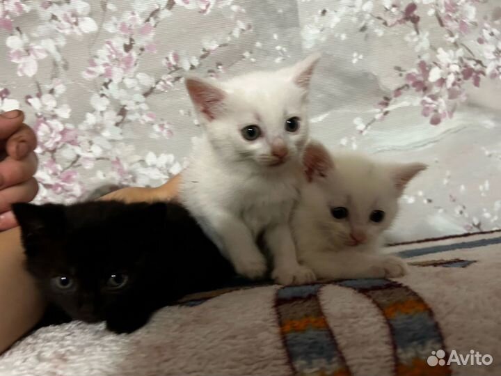 Котята отдам бесплатно