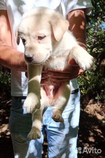 Метисы овчарки