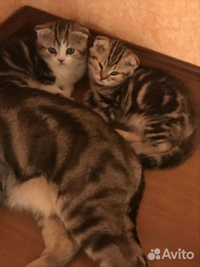 Шотландские вислоухие котята