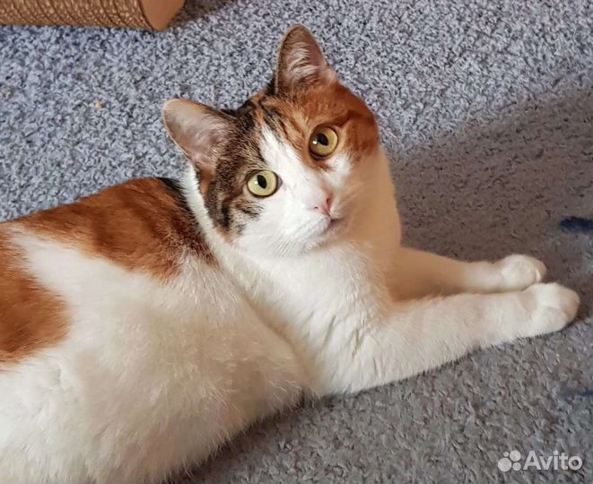 Выберите кошечку из Приюта, отдадим в добрые руки