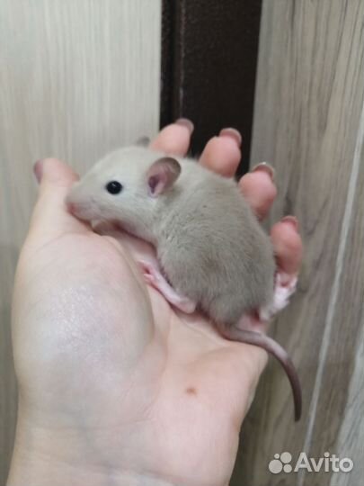 Крыса крыски крысята Дамбо сиамские